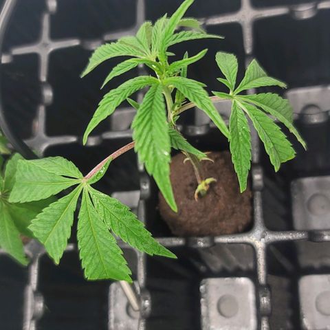 April growlog timeline photo