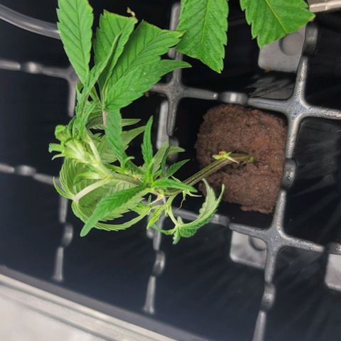 April growlog timeline photo