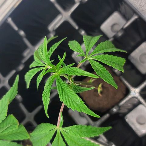 April growlog timeline photo