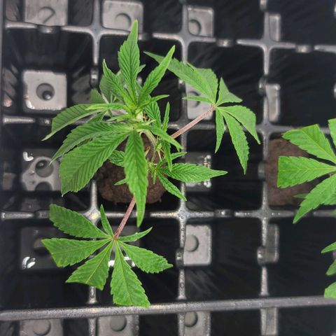 April growlog timeline photo