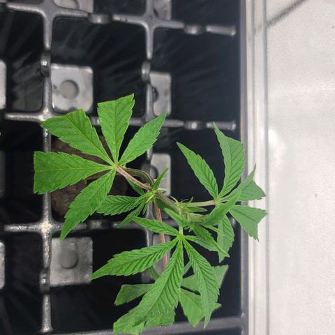 April growlog timeline photo