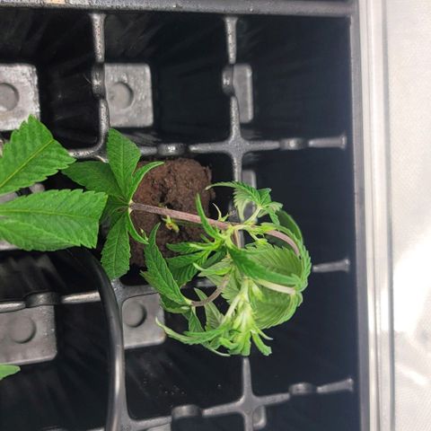 April growlog timeline photo