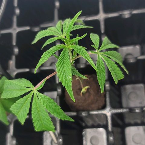 April growlog timeline photo
