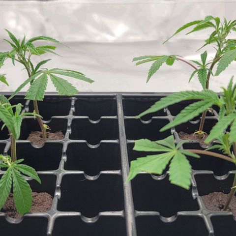 April growlog timeline photo