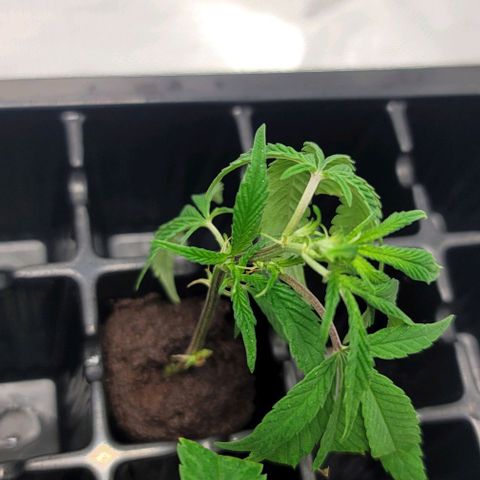 April growlog timeline photo