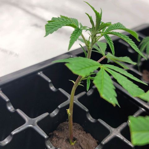 April growlog timeline photo