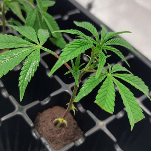 April growlog timeline photo