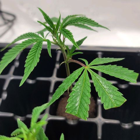 April growlog timeline photo