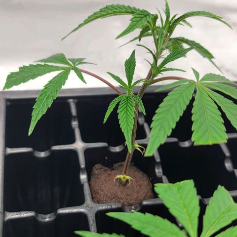 April growlog timeline photo
