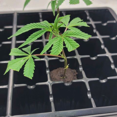 April growlog timeline photo