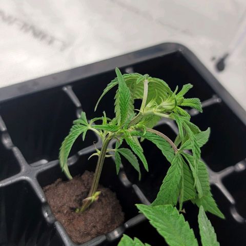 April growlog timeline photo