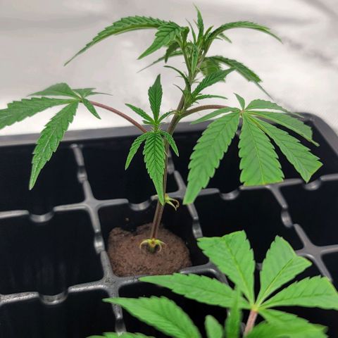 April growlog timeline photo