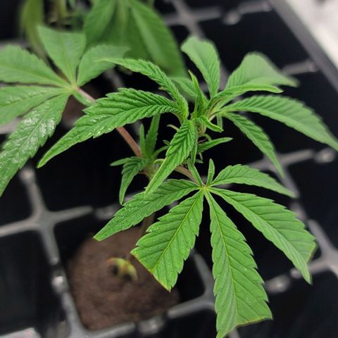 April growlog timeline photo