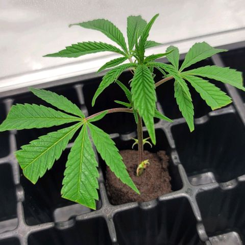 April growlog timeline photo