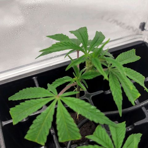 April growlog timeline photo
