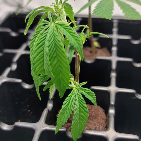 April growlog timeline photo