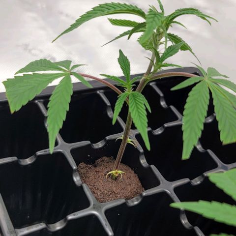 April growlog timeline photo