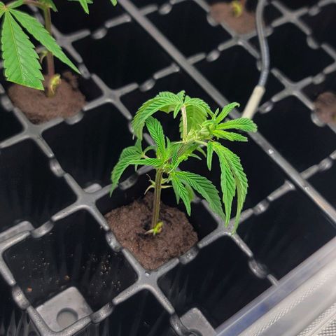 April growlog timeline photo