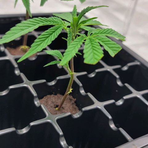 April growlog timeline photo