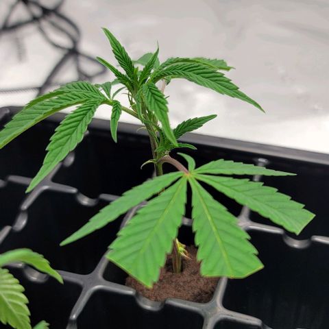 April growlog timeline photo