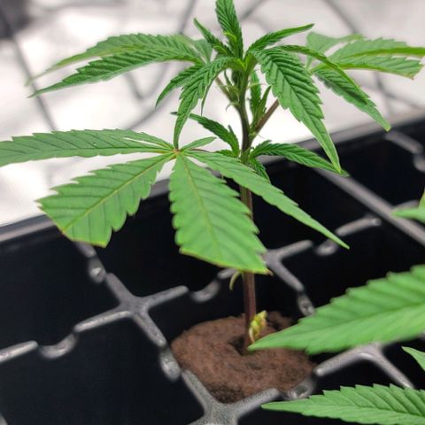 April growlog timeline photo