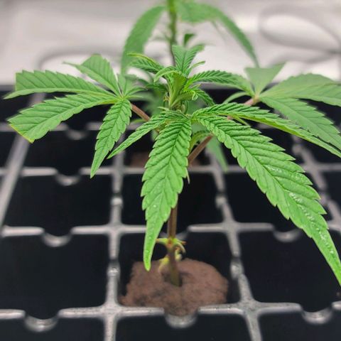 April growlog timeline photo