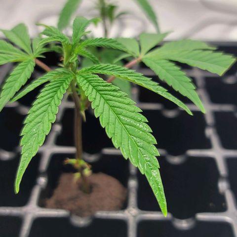 April growlog timeline photo