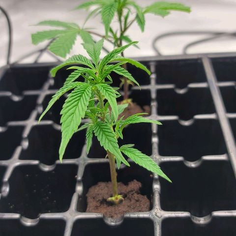 April growlog timeline photo