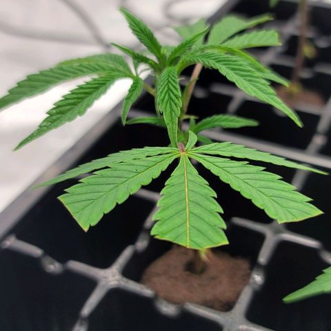 April growlog timeline photo