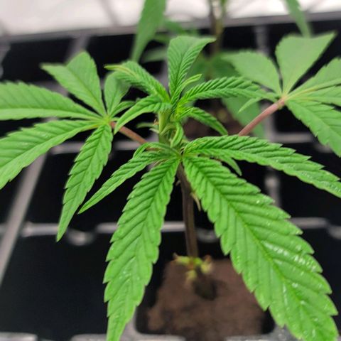 April growlog timeline photo