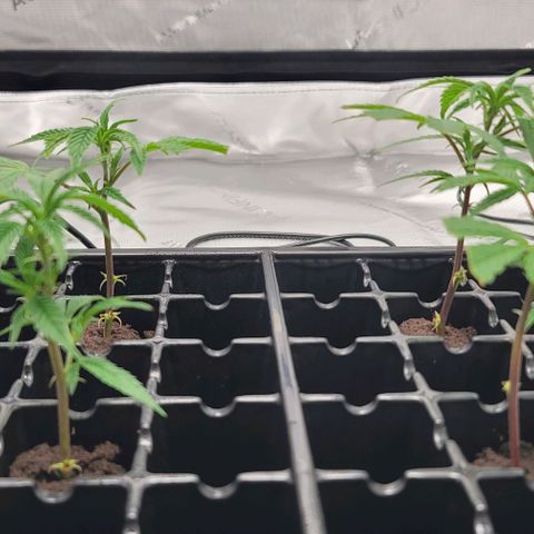 April growlog timeline photo