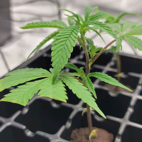 April growlog timeline photo
