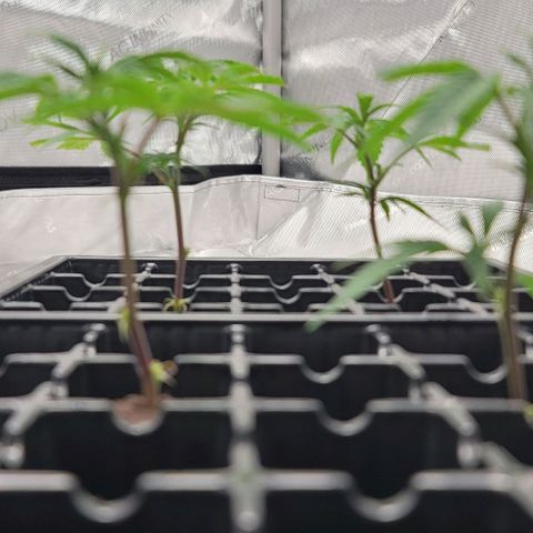 April growlog timeline photo