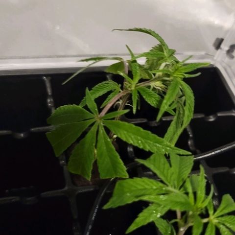 April growlog timeline photo