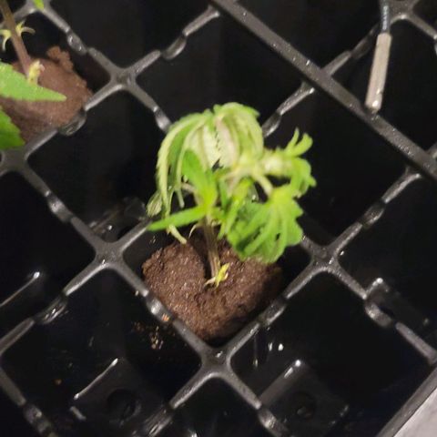 April growlog timeline photo