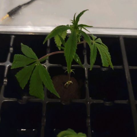 April growlog timeline photo