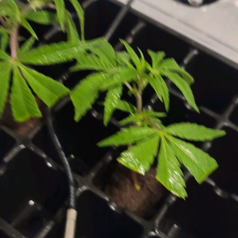April growlog timeline photo