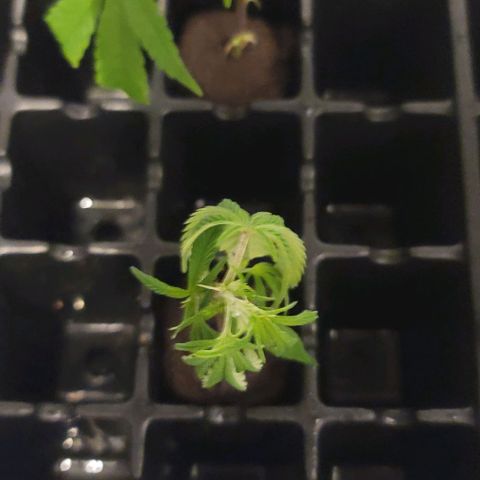 April growlog timeline photo