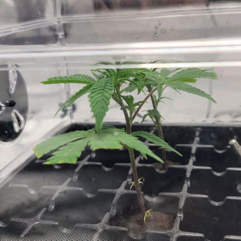 April growlog timeline photo