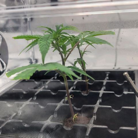 April growlog timeline photo
