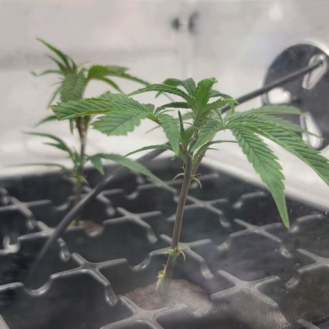 April growlog timeline photo