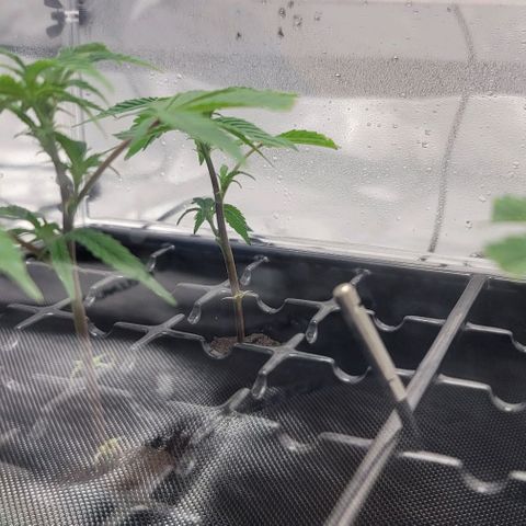 April growlog timeline photo