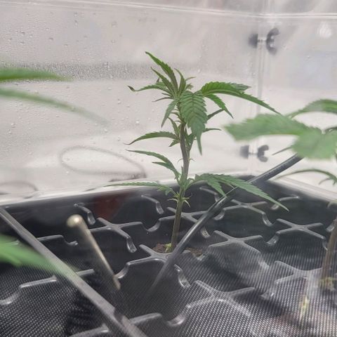 April growlog timeline photo