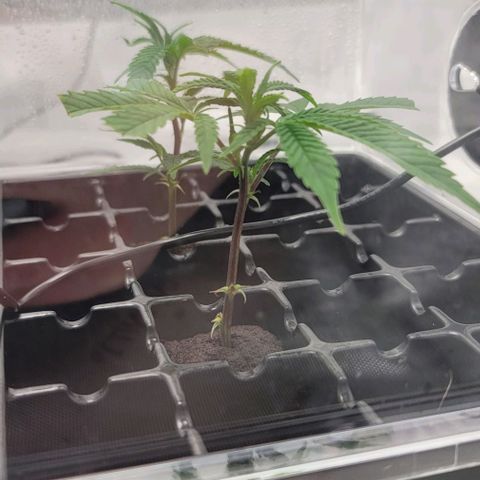 April growlog timeline photo