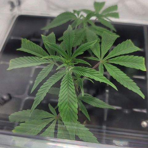 April growlog timeline photo