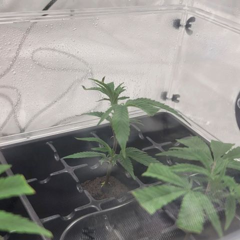 April growlog timeline photo