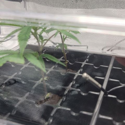 April growlog timeline photo