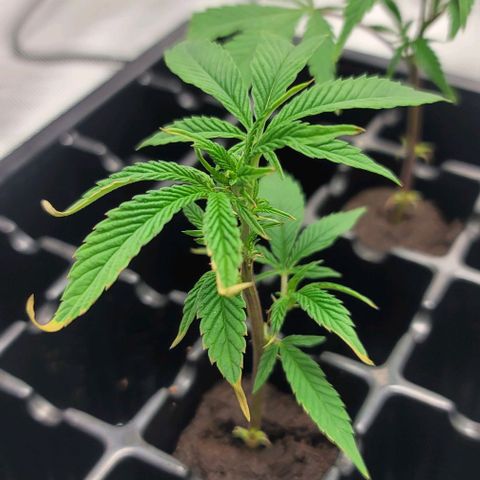 April growlog timeline photo