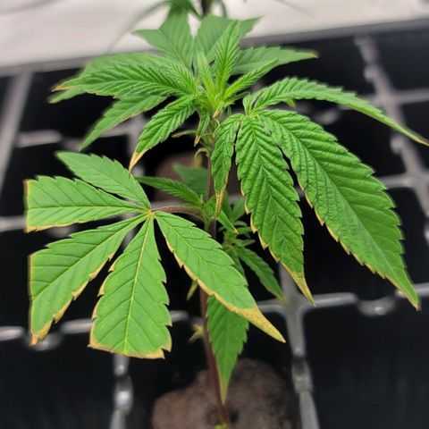 April growlog timeline photo