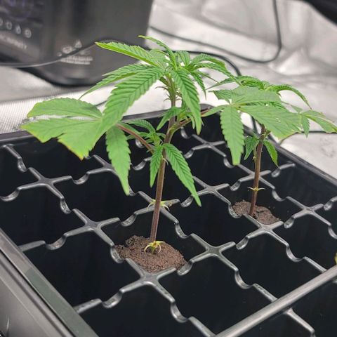 April growlog timeline photo